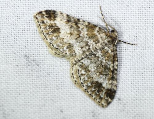 Réf. 274 452 : Mesotype didymata
